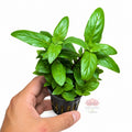 Staurogyne repens | Planta compacta para acuarios y aquascaping