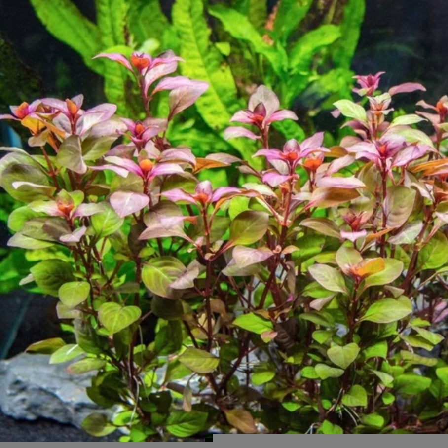 Ludwigia Mini Super Red – Intenso color rojo para tu acuario