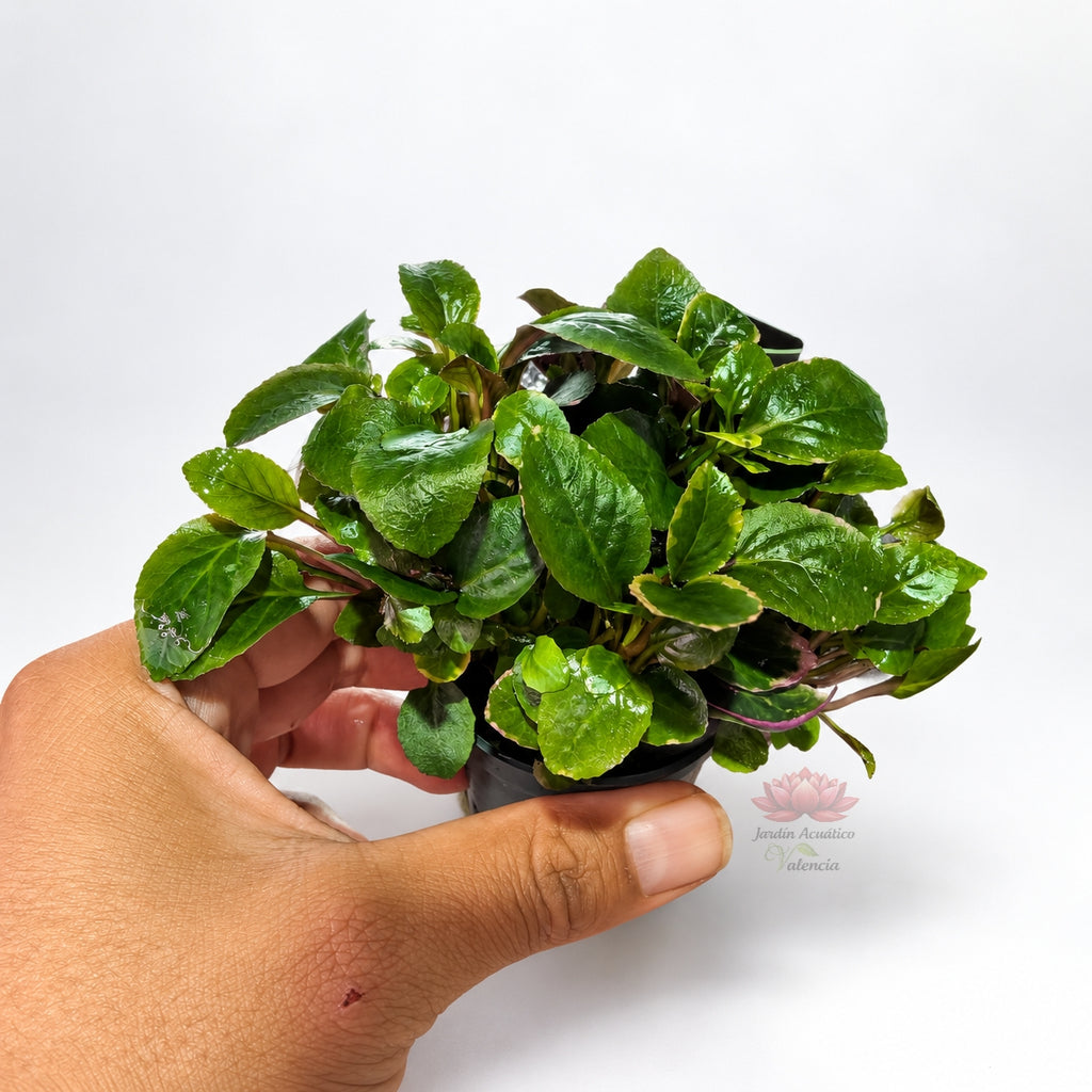 Lobelia cardinalis Mini | Planta compacta para acuarios