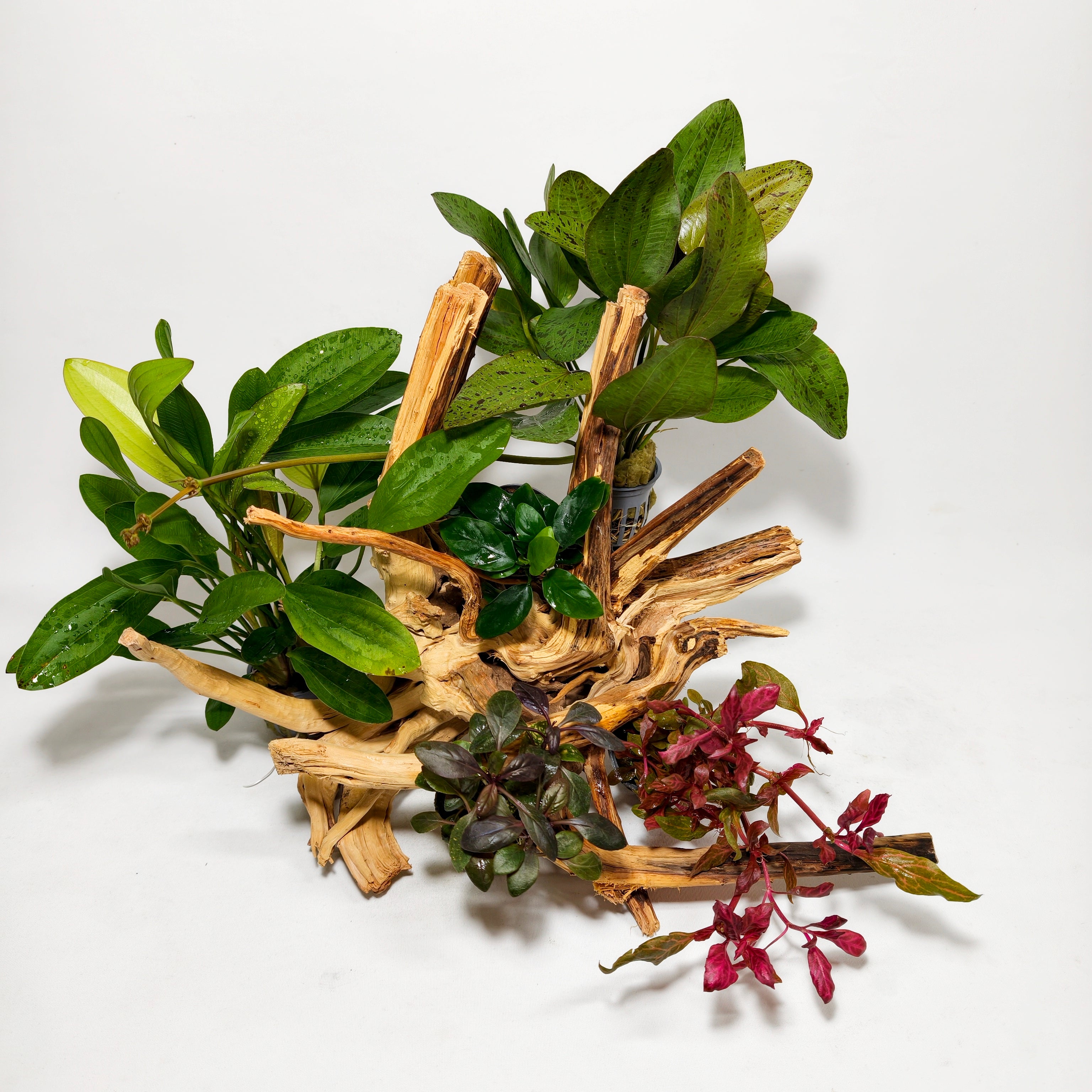 Pack premiun Aquascaping con Raíz Spider y Plantas Naturales | +60L