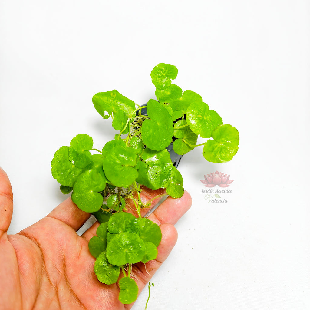 Hydrocotyle leucocefala