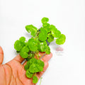 Hydrocotyle leucocefala