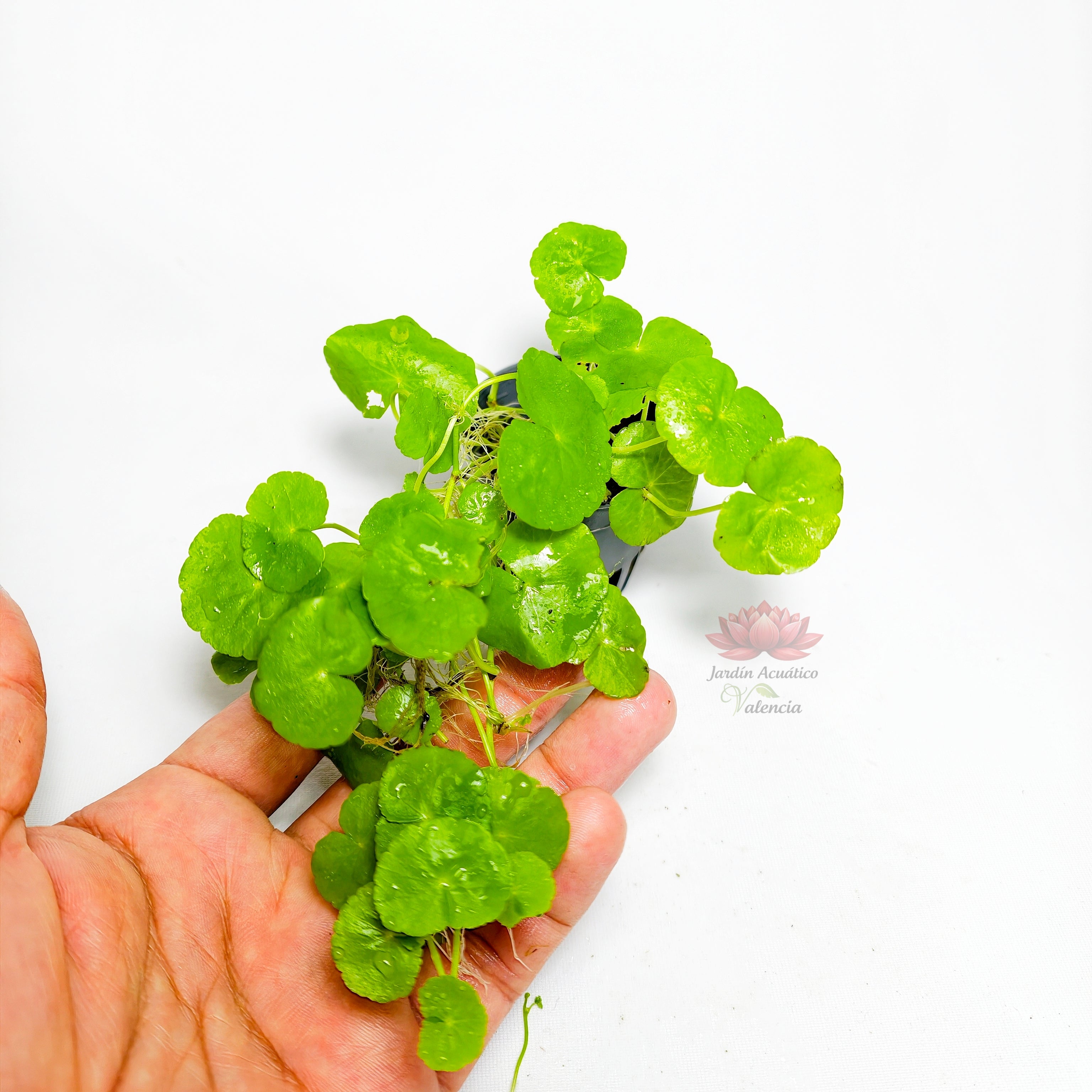 Hydrocotyle leucocefala