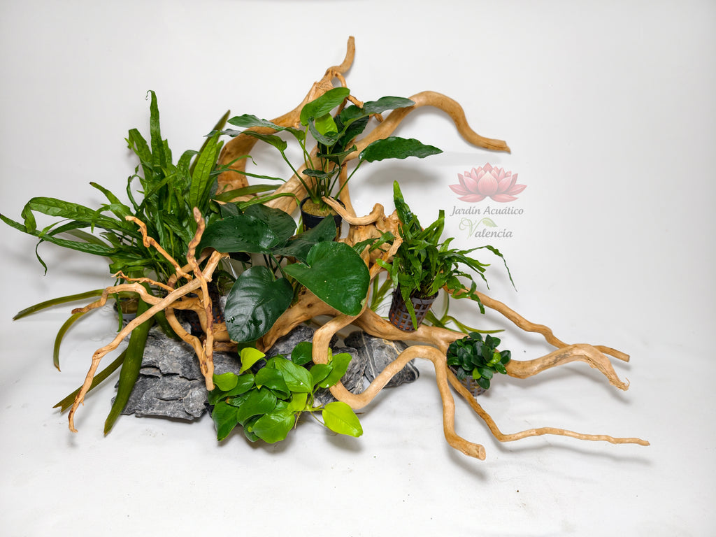 Aquascape Premium 60 cm – Edición Green Nature