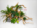 Aquascape Premium 60 cm – Edición Green Nature