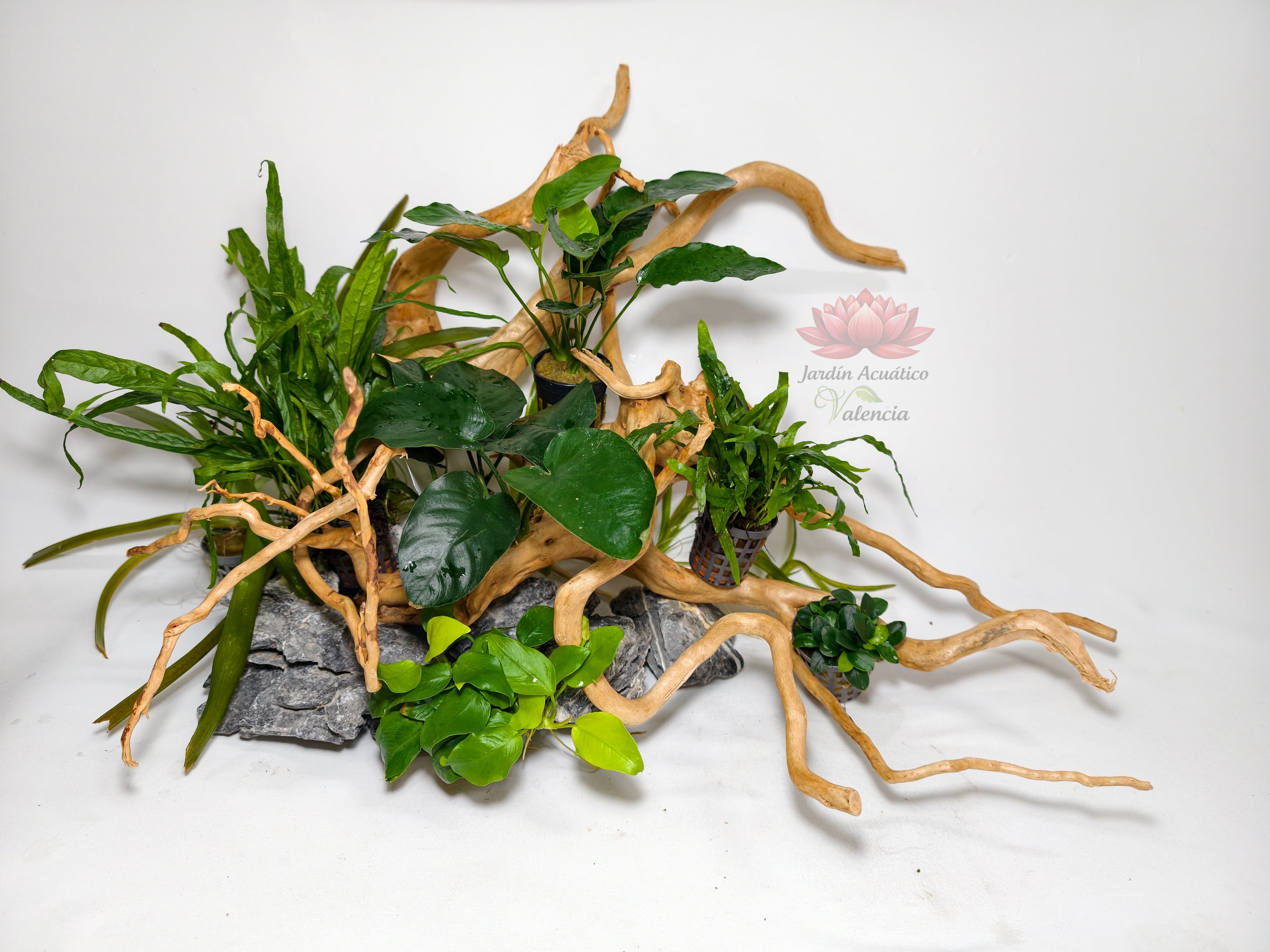 Aquascape Premium 60 cm – Edición Green Nature