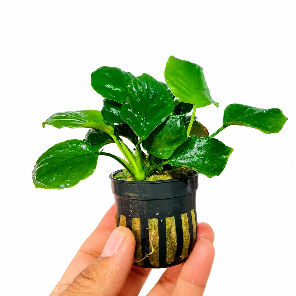 Anubias Nana Coin | Planta Natural para Acuario
