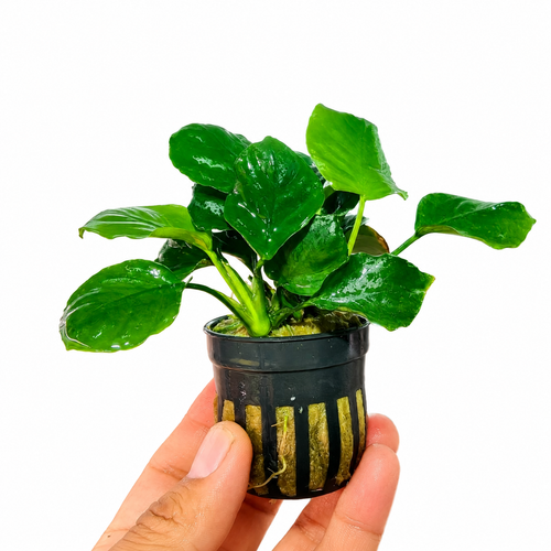 Anubias Nana Coin | Planta Natural para Acuario