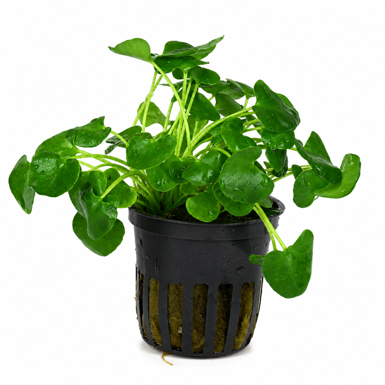 Nymphoides sp. Taiwan | Una planta única que aporta elegancia y movimiento natural a tu acuario