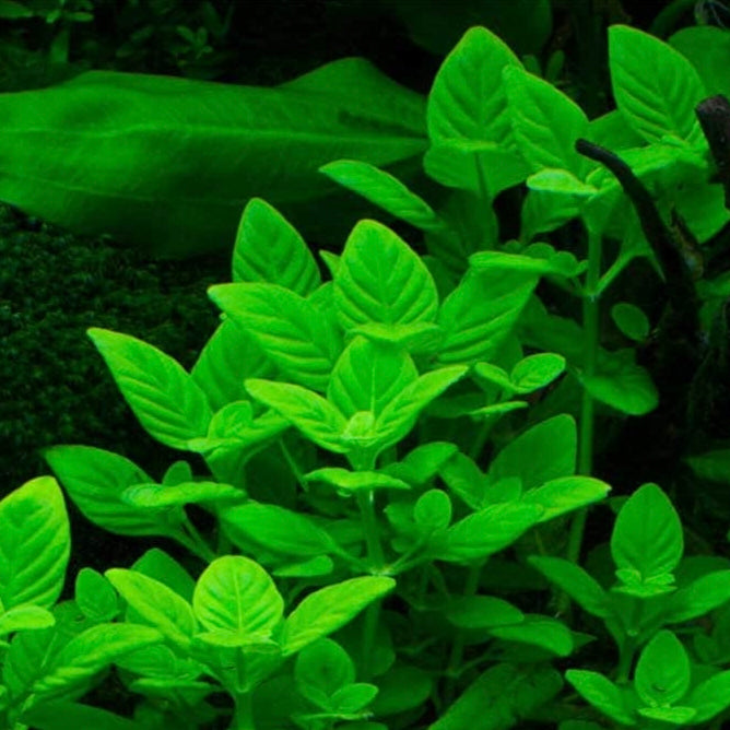 Limnophila rugosa – Planta de tallo con hojas onduladas para acuarios plantados