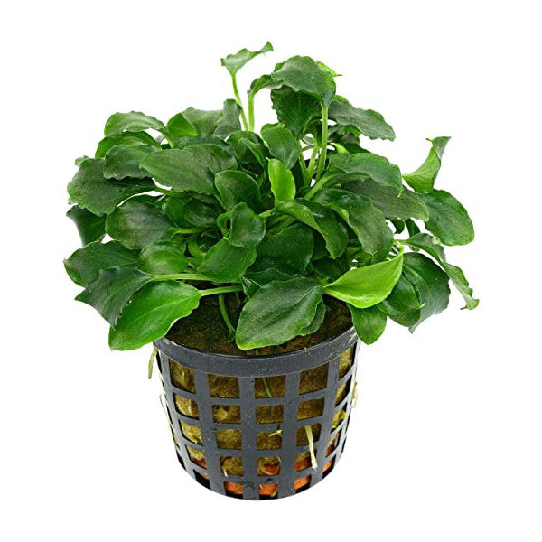 Schismatoglottis prietoi – Una planta de hojas elegantes para un acuario natural