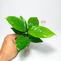 Anubia Heterophylla | Planta de Gran Porte para Acuario