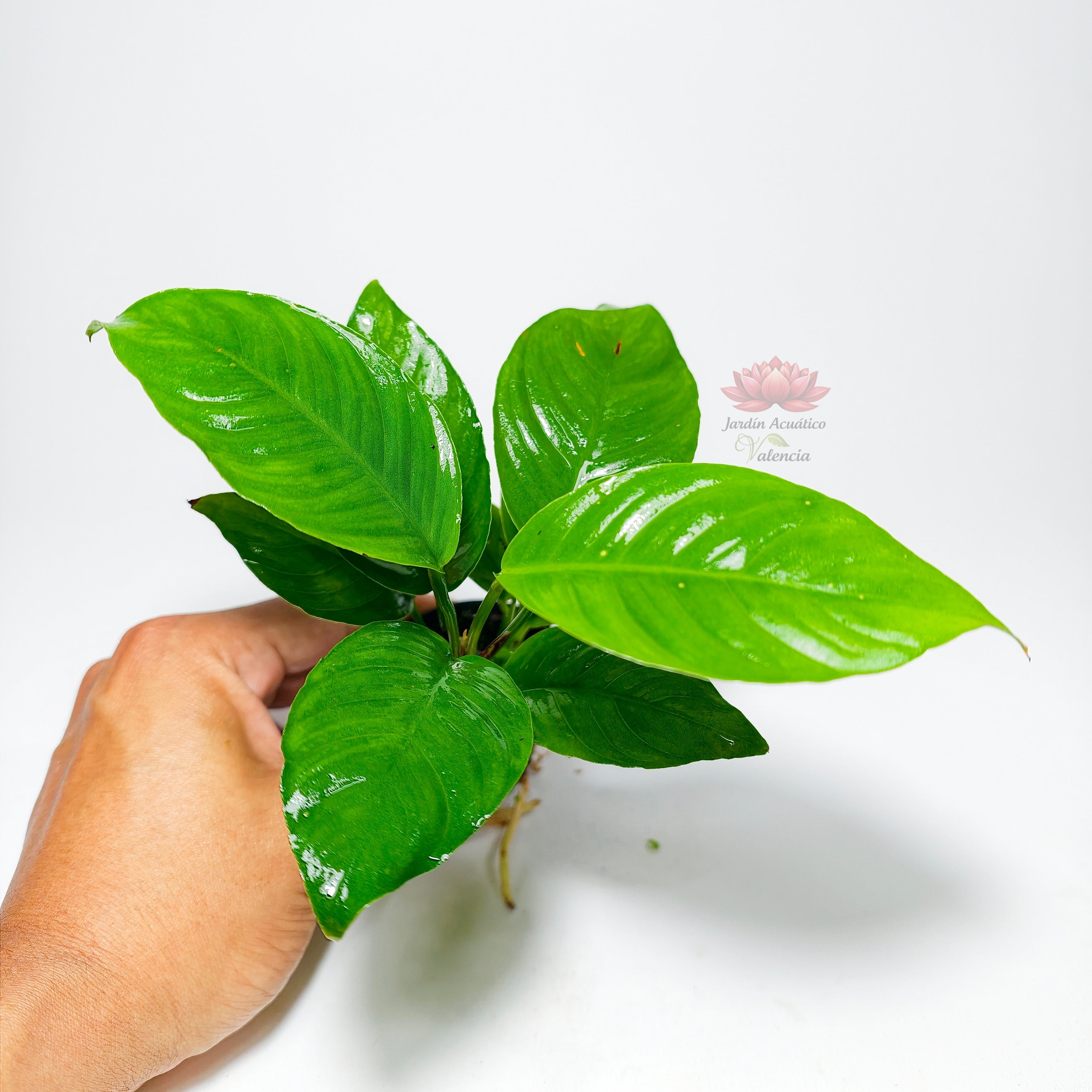 Anubia Heterophylla | Planta de Gran Porte para Acuario