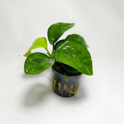 Anubia barteri butterfly premium | Planta acuática natural.