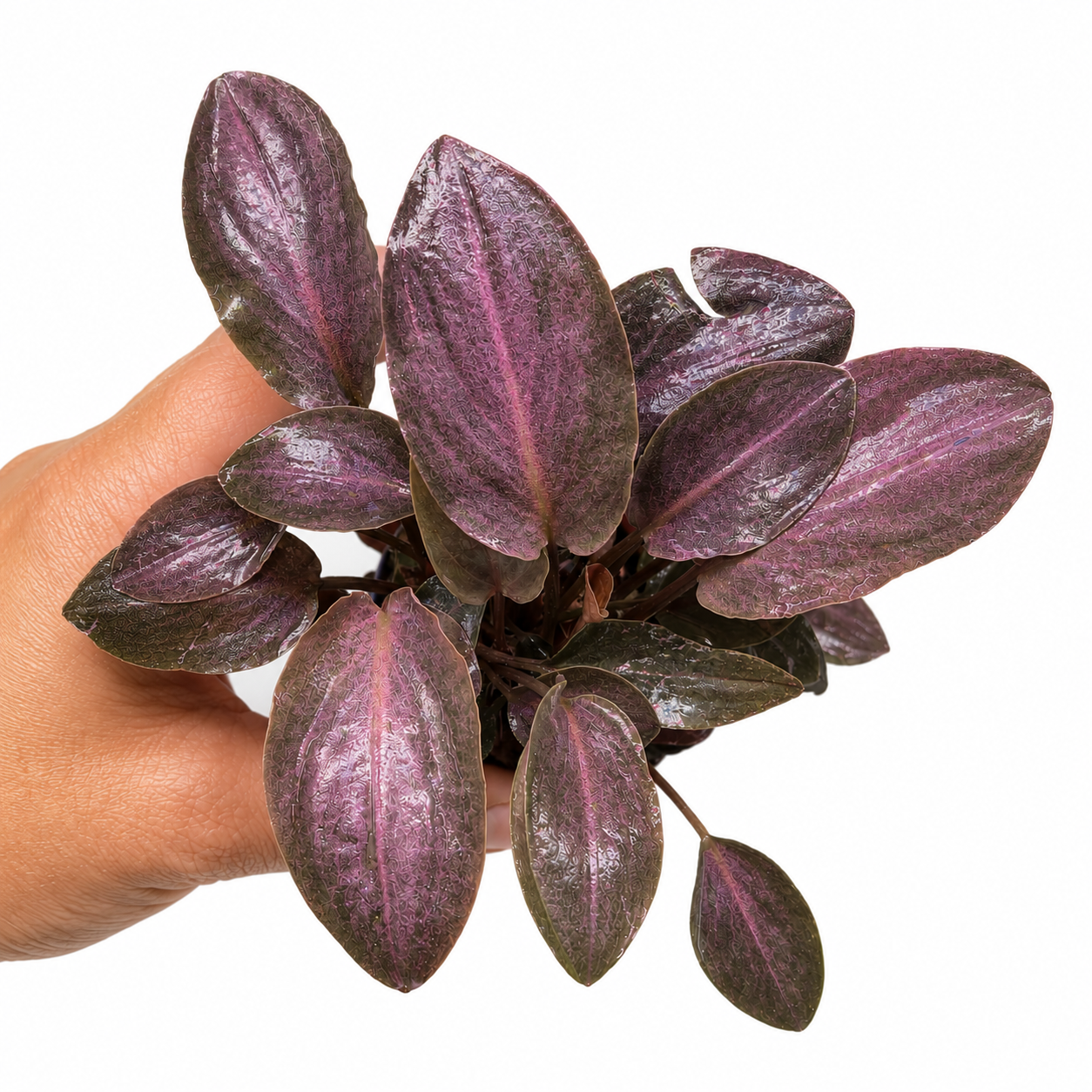 Lagenandra Meeboldii Red | Elegancia tropical con intensos tonos rojizos para tu acuario