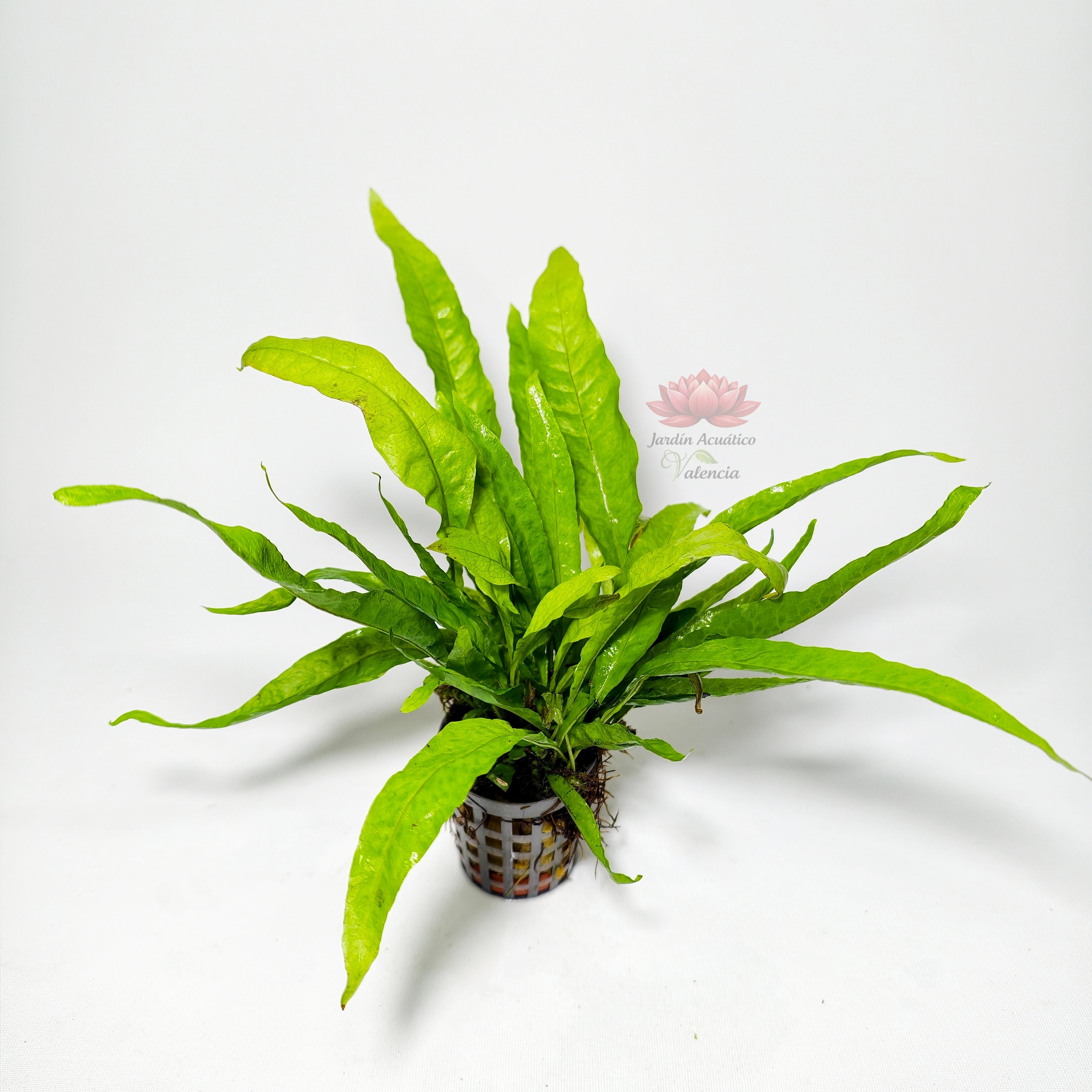 Helecho de Java Pteropus Premium | Planta Fácil para Acuario.
