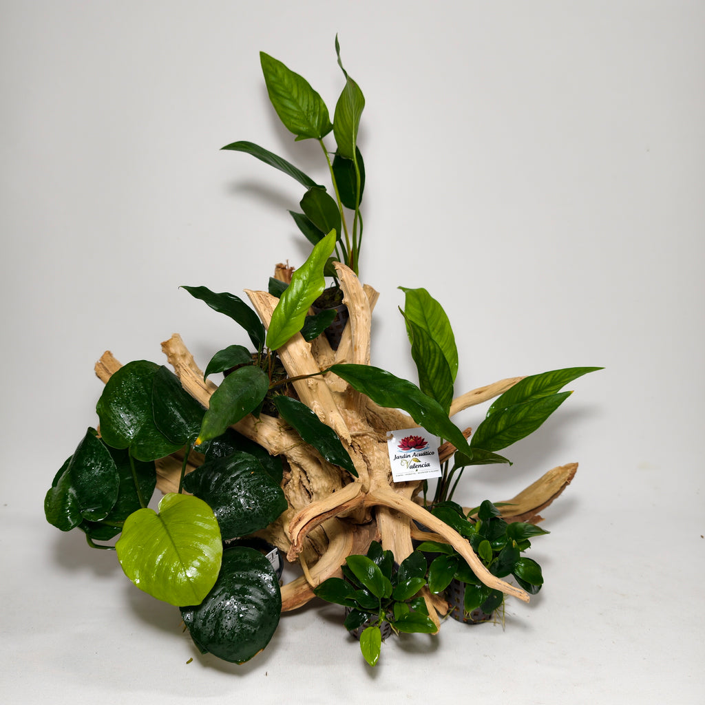 Pack Aquascaping Spider Wood XL con Anubias Naturales