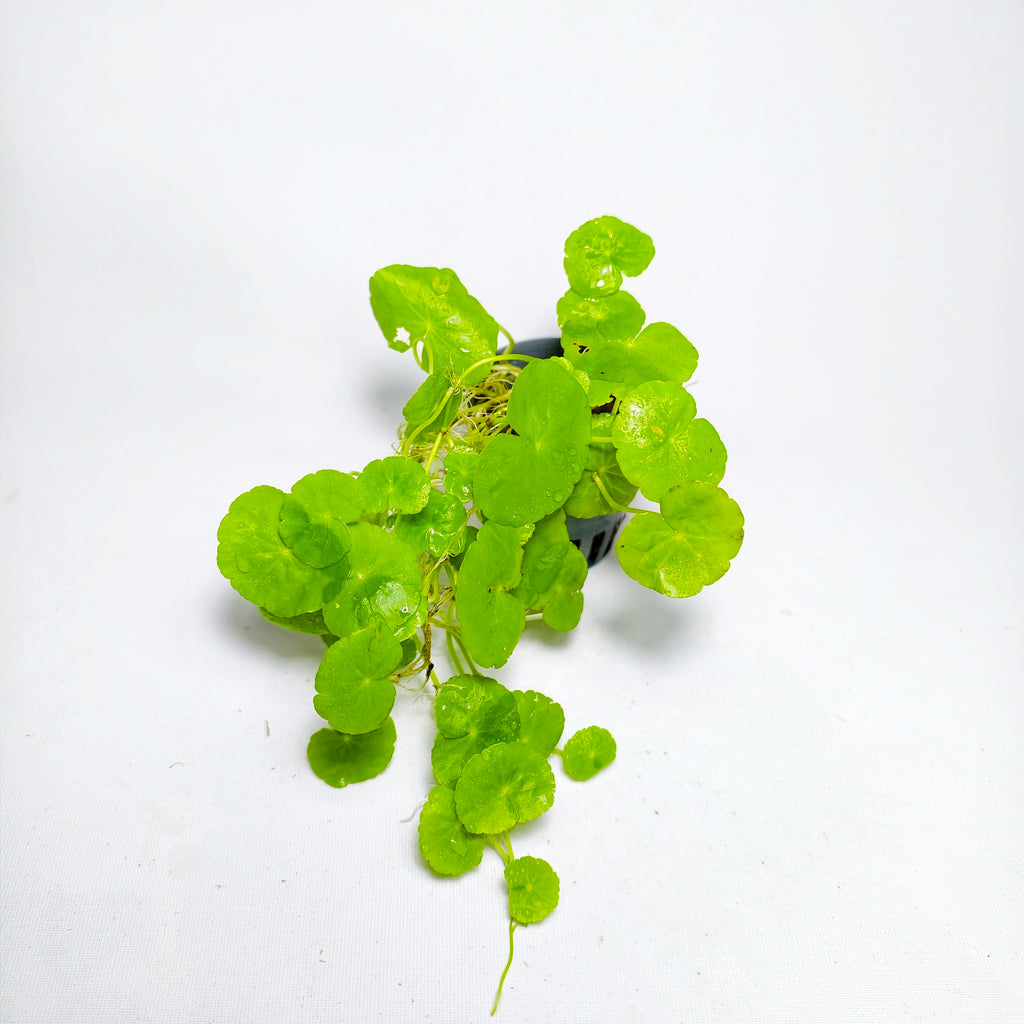 Hydrocotyle leucocefala