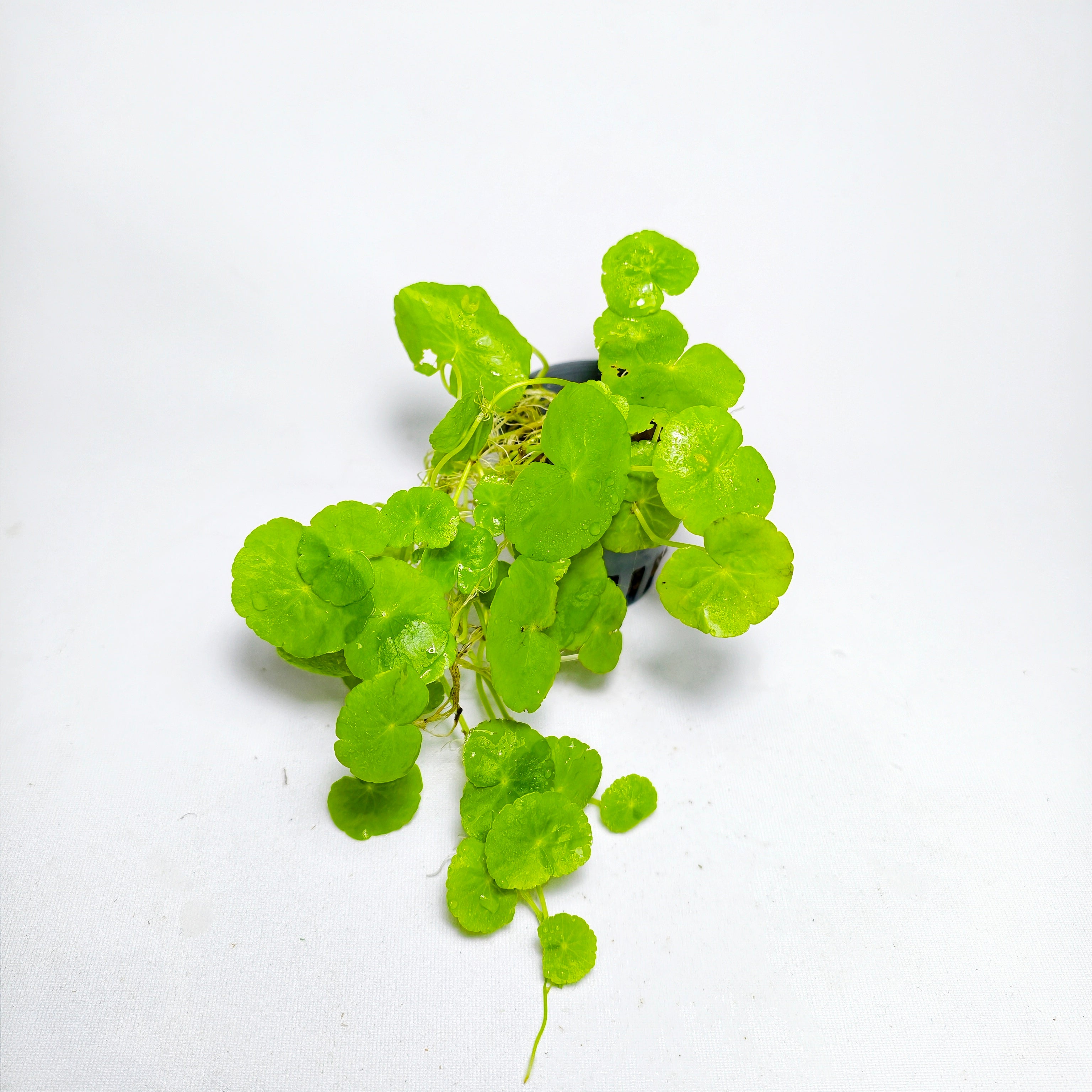 Hydrocotyle leucocefala