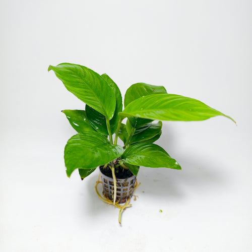 Anubia Heterophylla | Planta de Gran Porte para Acuario