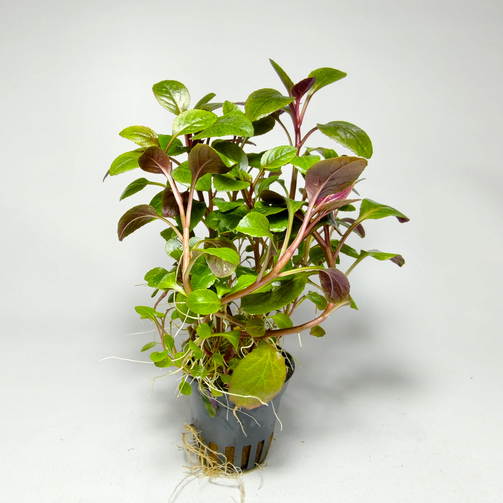 Lobelia Cardinalis Premium | Planta Acuática Natural