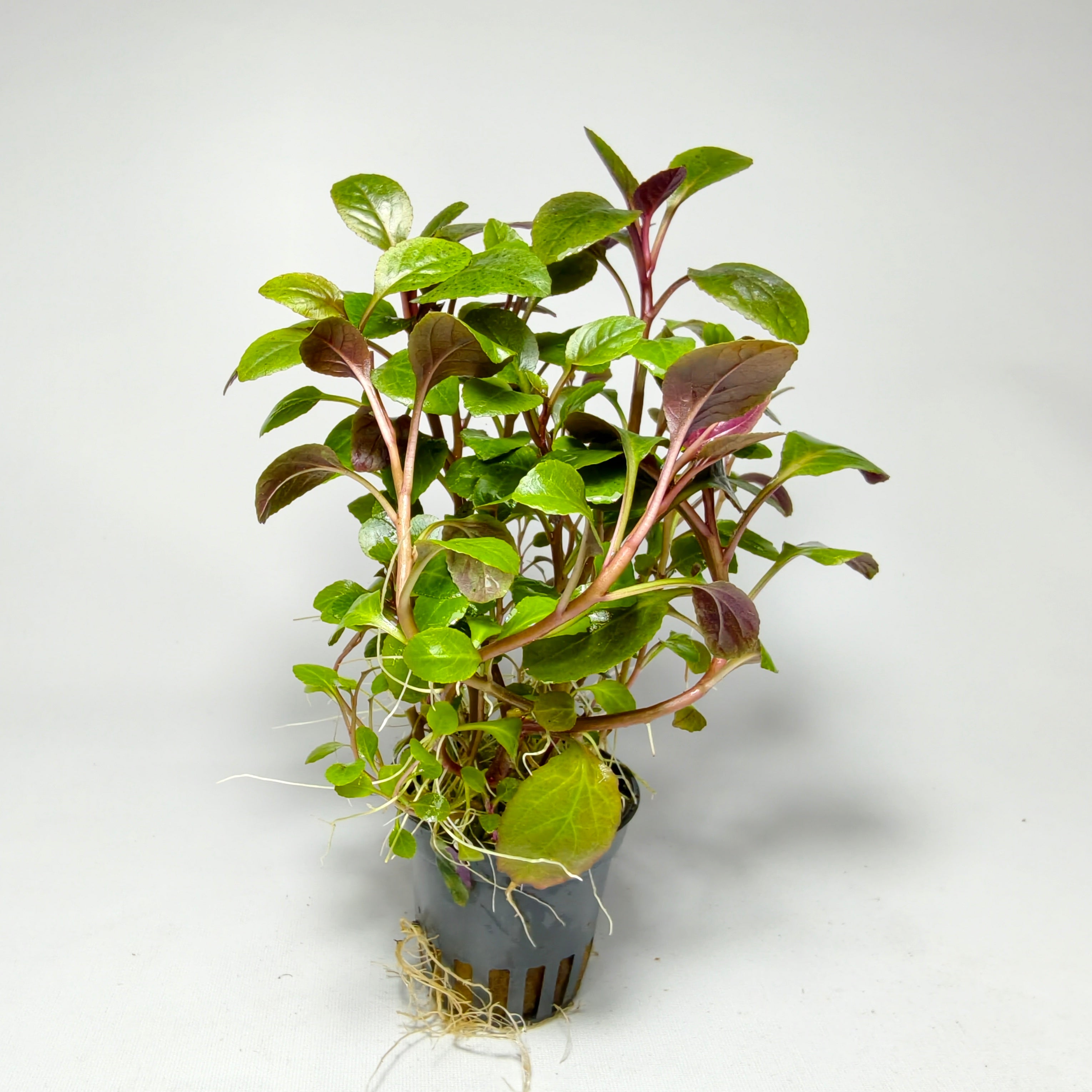 Lobelia Cardinalis Premium | Planta Acuática Natural
