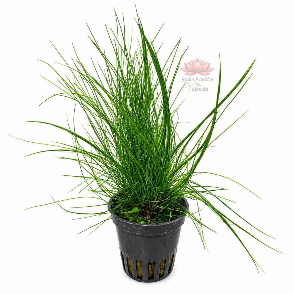 Eleocharis parvula | Planta tapizante para acuarios