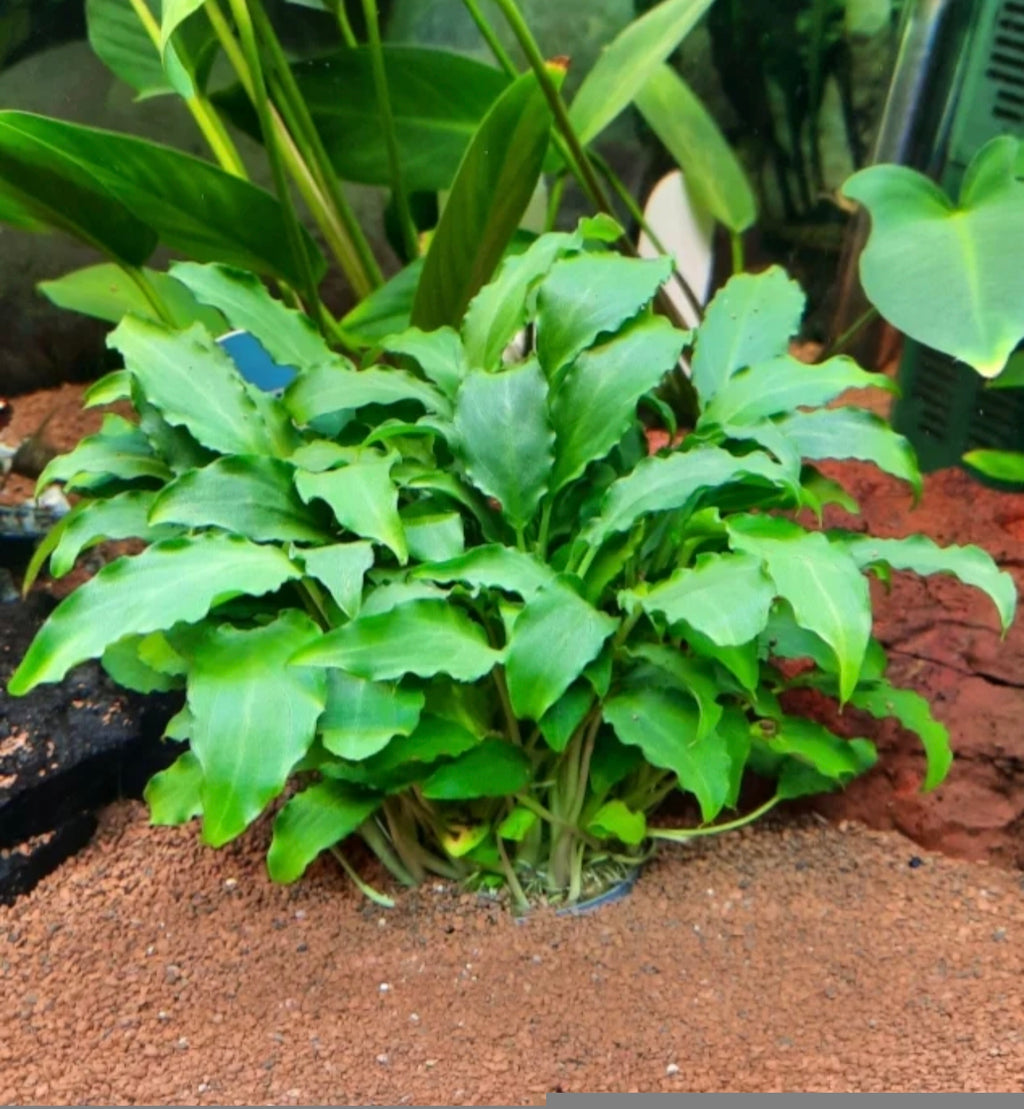 Schismatoglottis prietoi – Una planta de hojas elegantes para un acuario natural