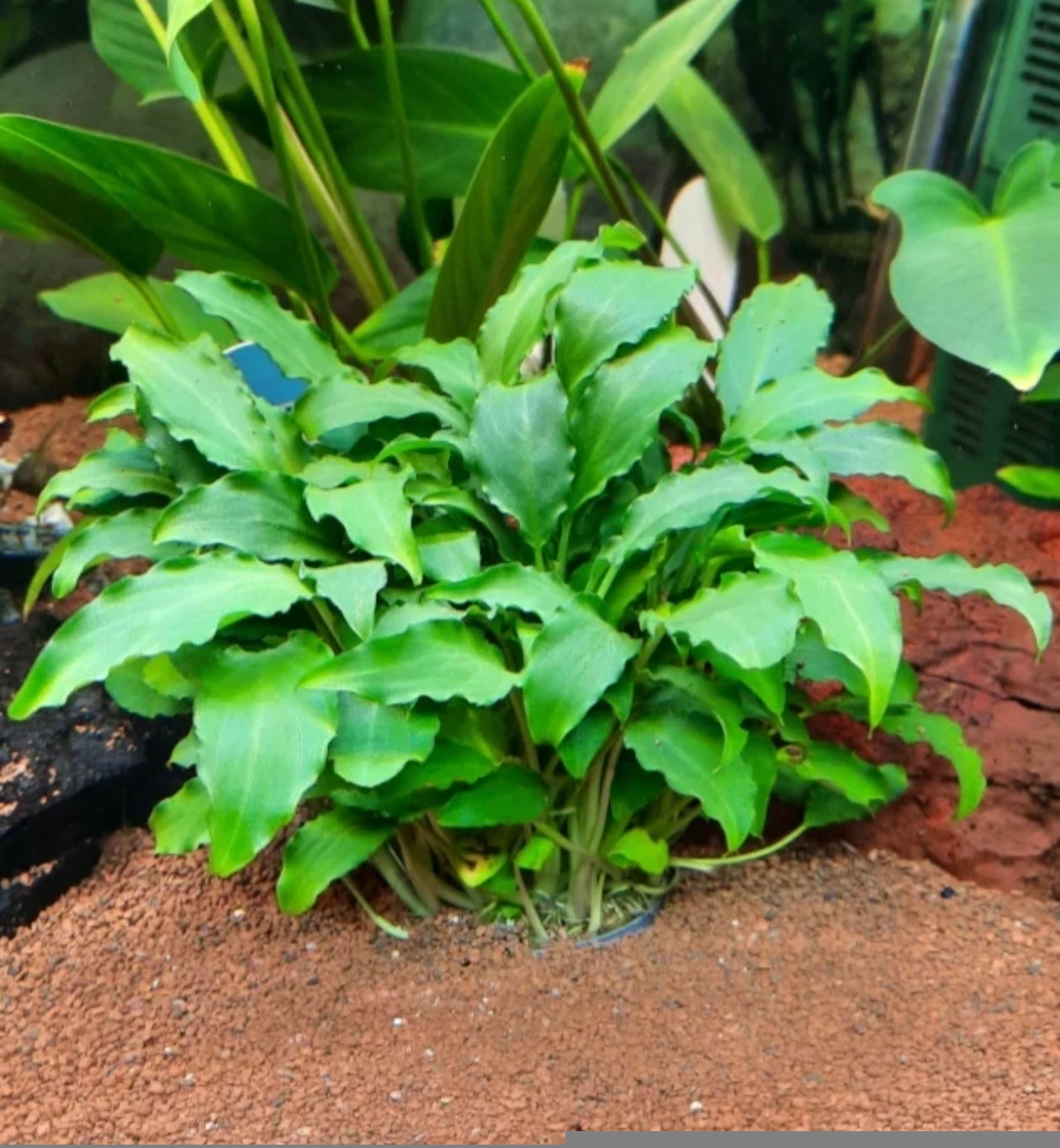 Schismatoglottis prietoi – Una planta de hojas elegantes para un acuario natural