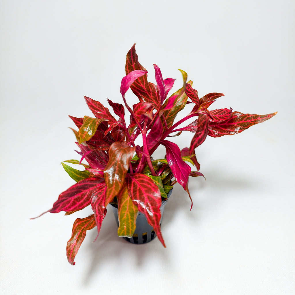 Alternanthera Reineckii Rosanervig | Planta Roja Premium Acuario
