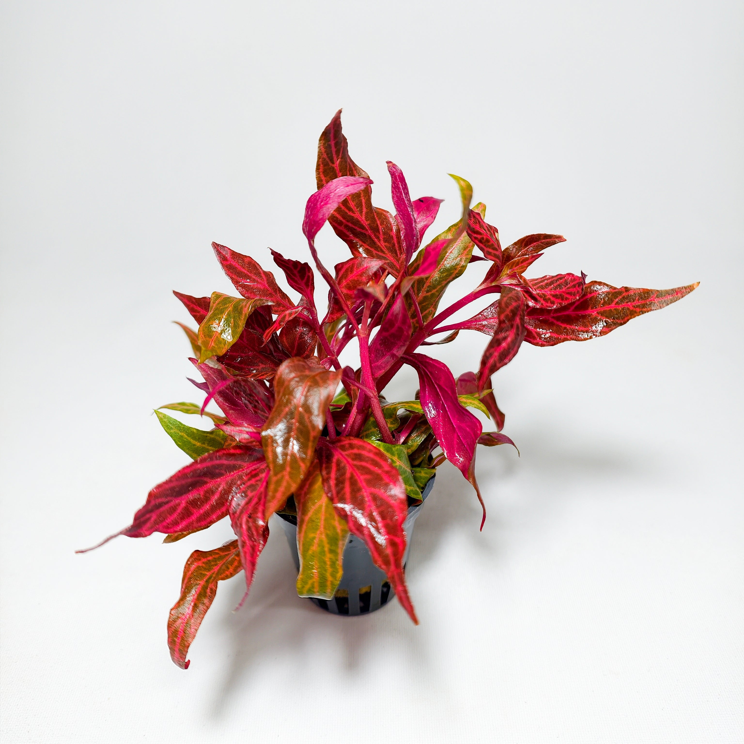 Alternanthera Reineckii Rosanervig | Planta Roja Premium Acuario