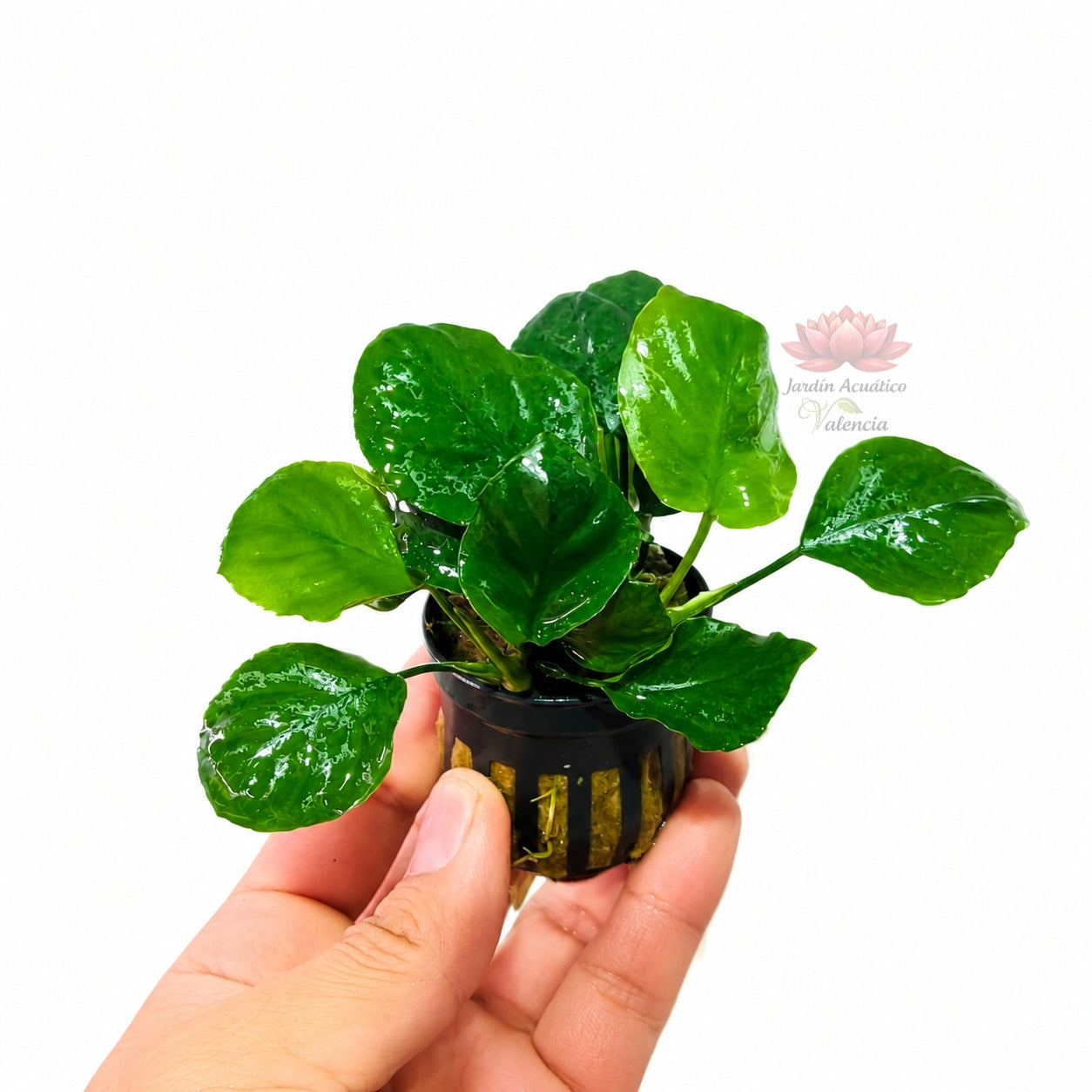 Anubias Nana Coin | Planta Natural para Acuario