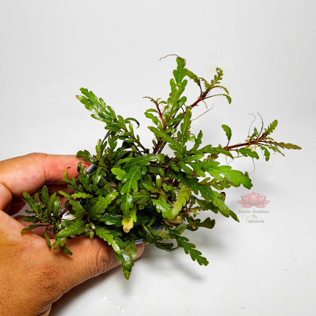 Hygrophila Pinnatifida Mini Premium | Planta para Aquascaping