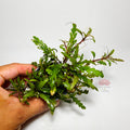 Hygrophila Pinnatifida Mini Premium | Planta para Aquascaping