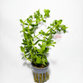 Bacopa Caroliniana Premium | Planta Natural para Acuario