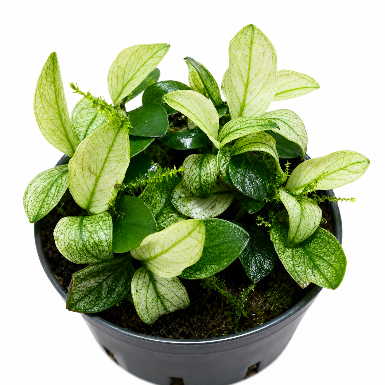 Anubias Nana Pinto | La Anubia variegada que aporta belleza