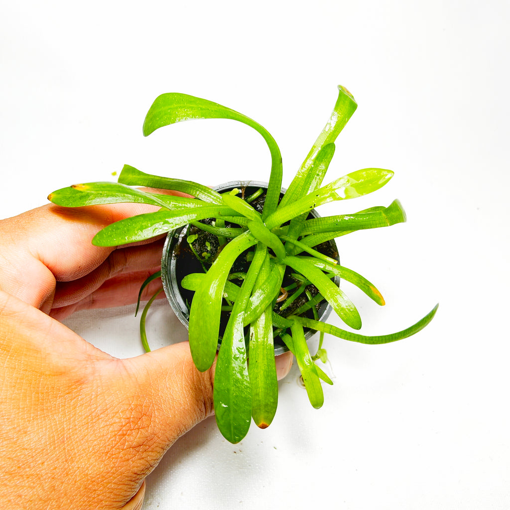 Sagittaria Subulata Premium | Planta Natural para Acuario