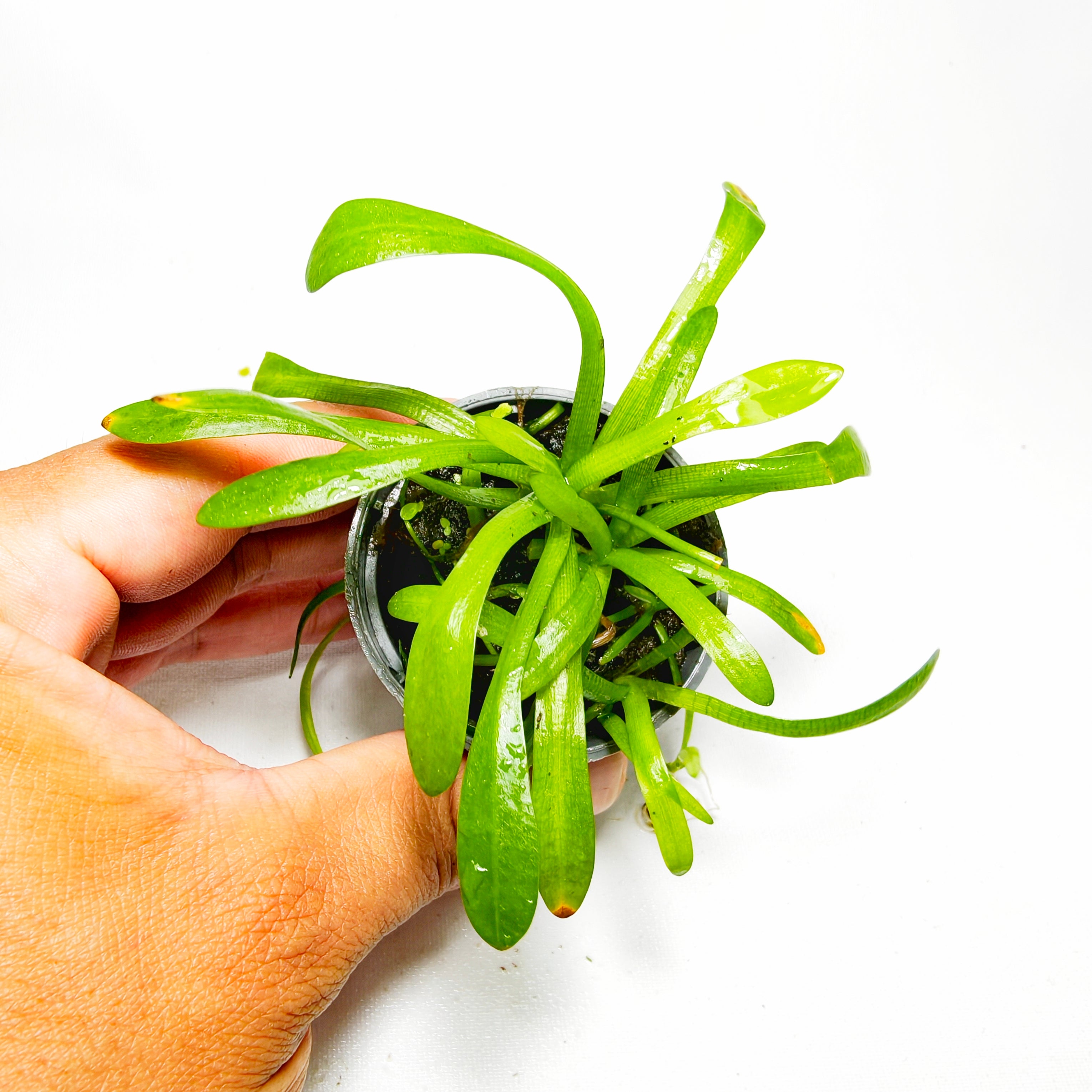 Sagittaria Subulata Premium | Planta Natural para Acuario