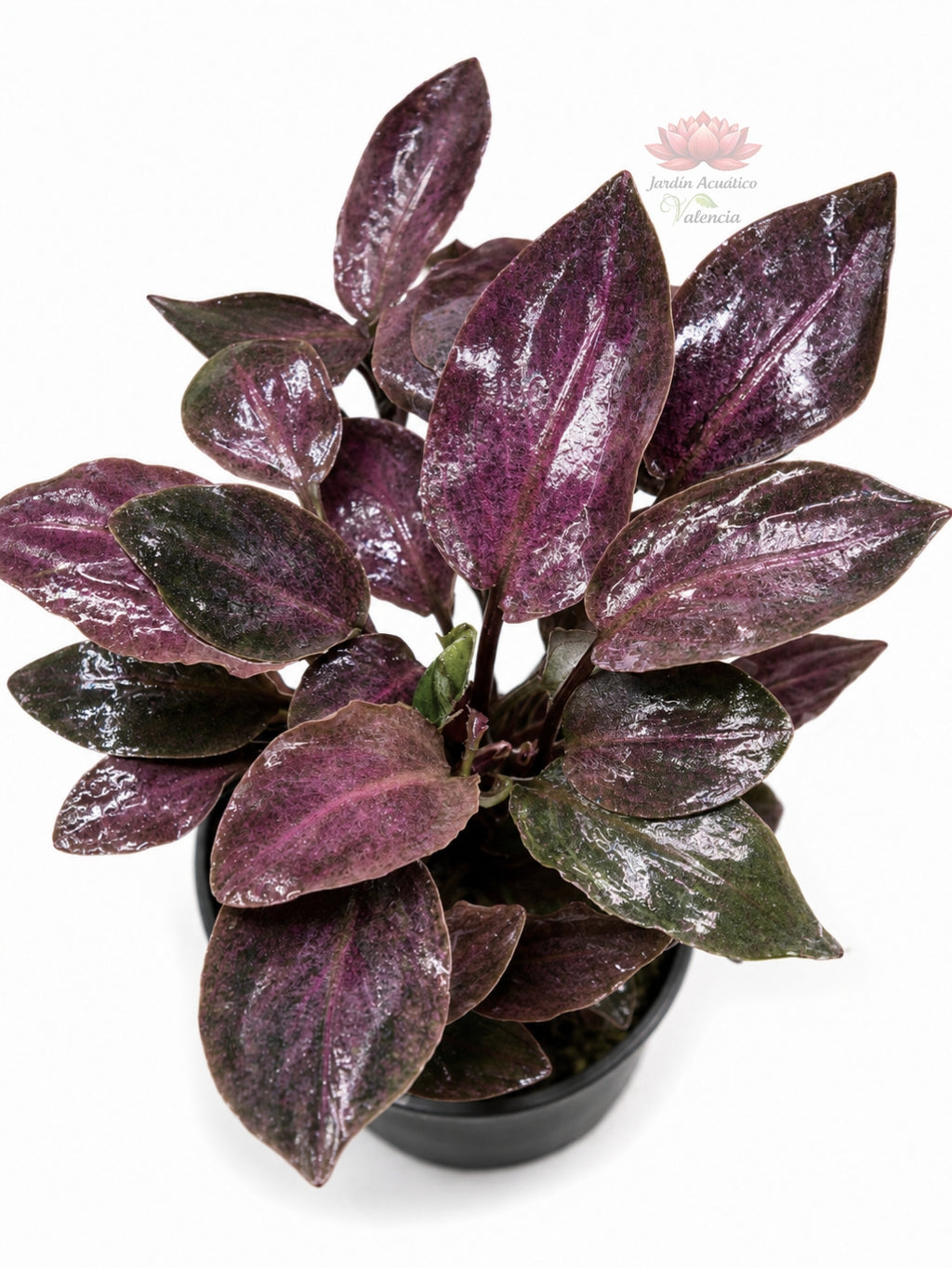 Lagenandra Meeboldii Red | Elegancia tropical con intensos tonos rojizos para tu acuario