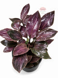 Lagenandra Meeboldii Red | Elegancia tropical con intensos tonos rojizos para tu acuario
