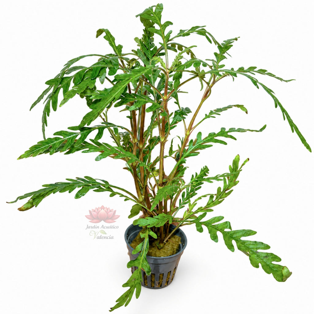 Hygrophila pinnatifida | Planta de hojas únicas para acuarios plantados