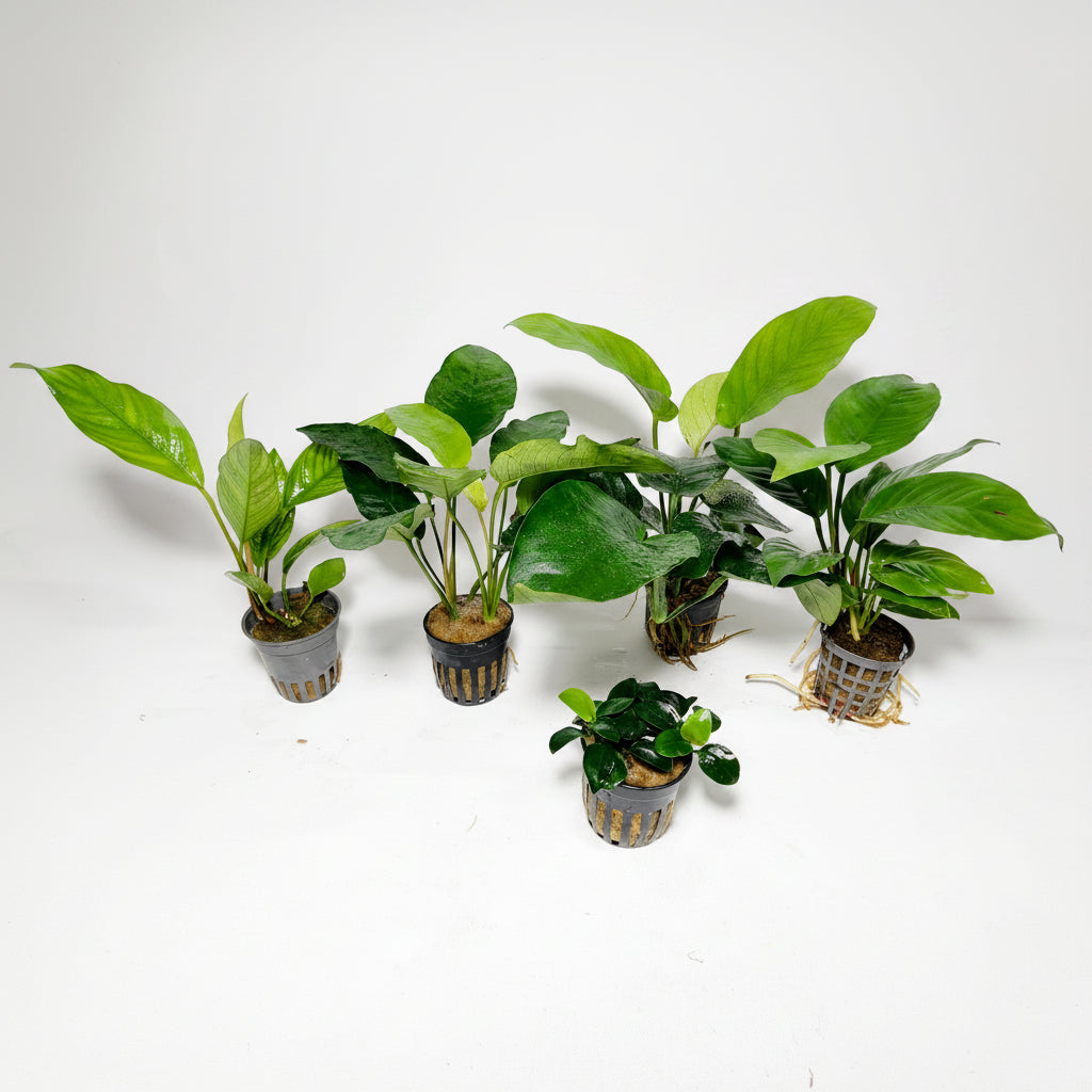 Pack premium de anubias para transformar tu acuario en una obra de arte