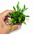 Cryptocoryne parva | Planta compacta para primer plano
