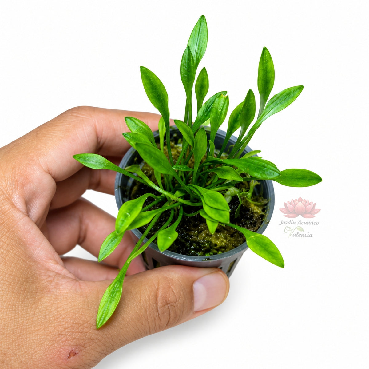 Cryptocoryne parva | Planta compacta para primer plano