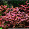 Ludwigia Mini Super Red – Intenso color rojo para tu acuario