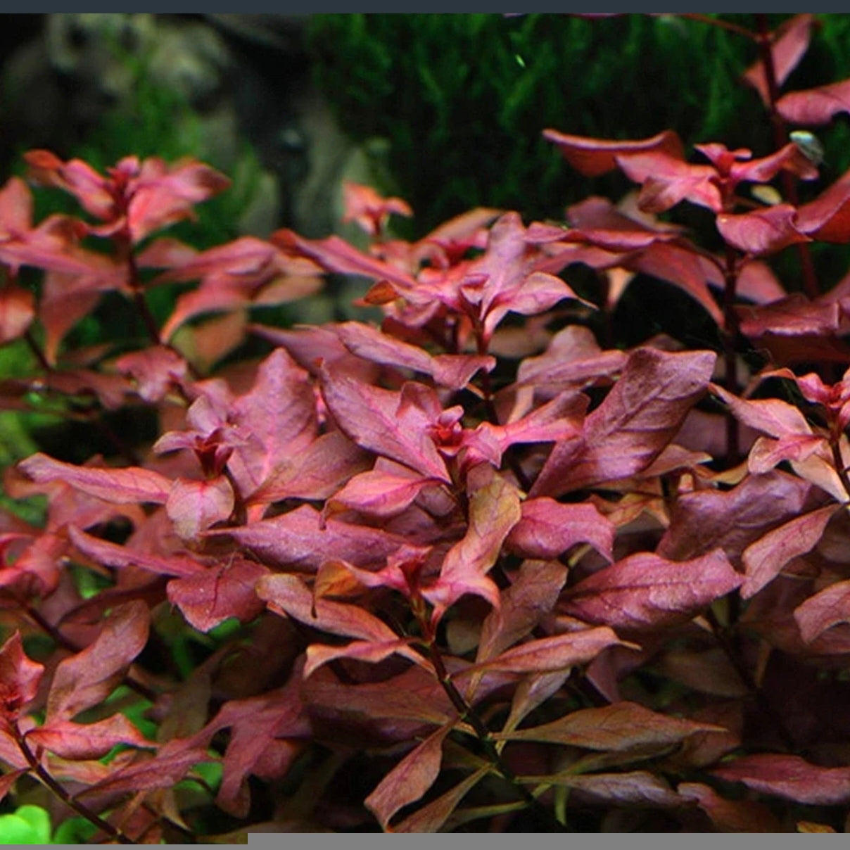 Ludwigia Mini Super Red – Intenso color rojo para tu acuario