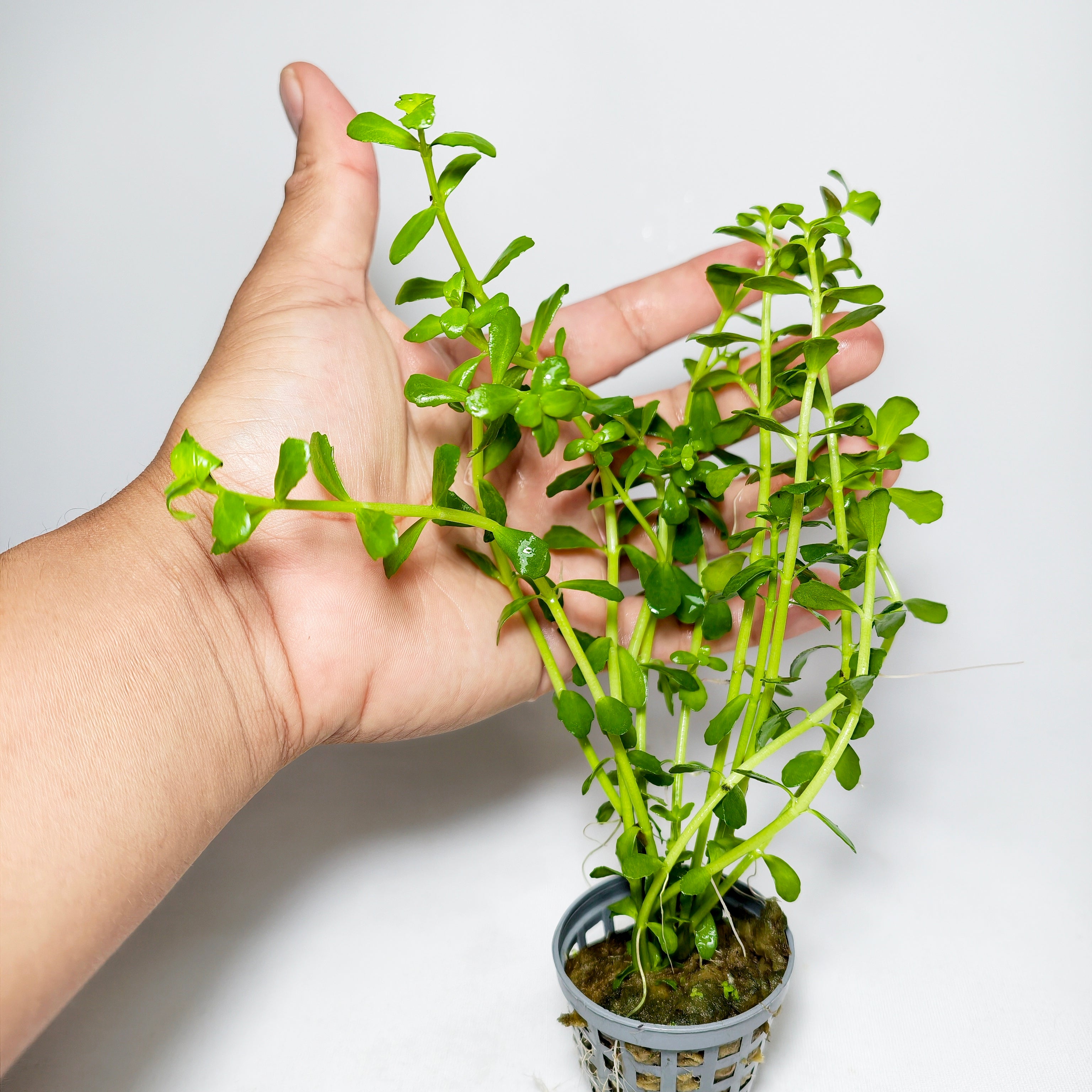 Bacopa Monnieri Premium | Planta Natural para Acuario