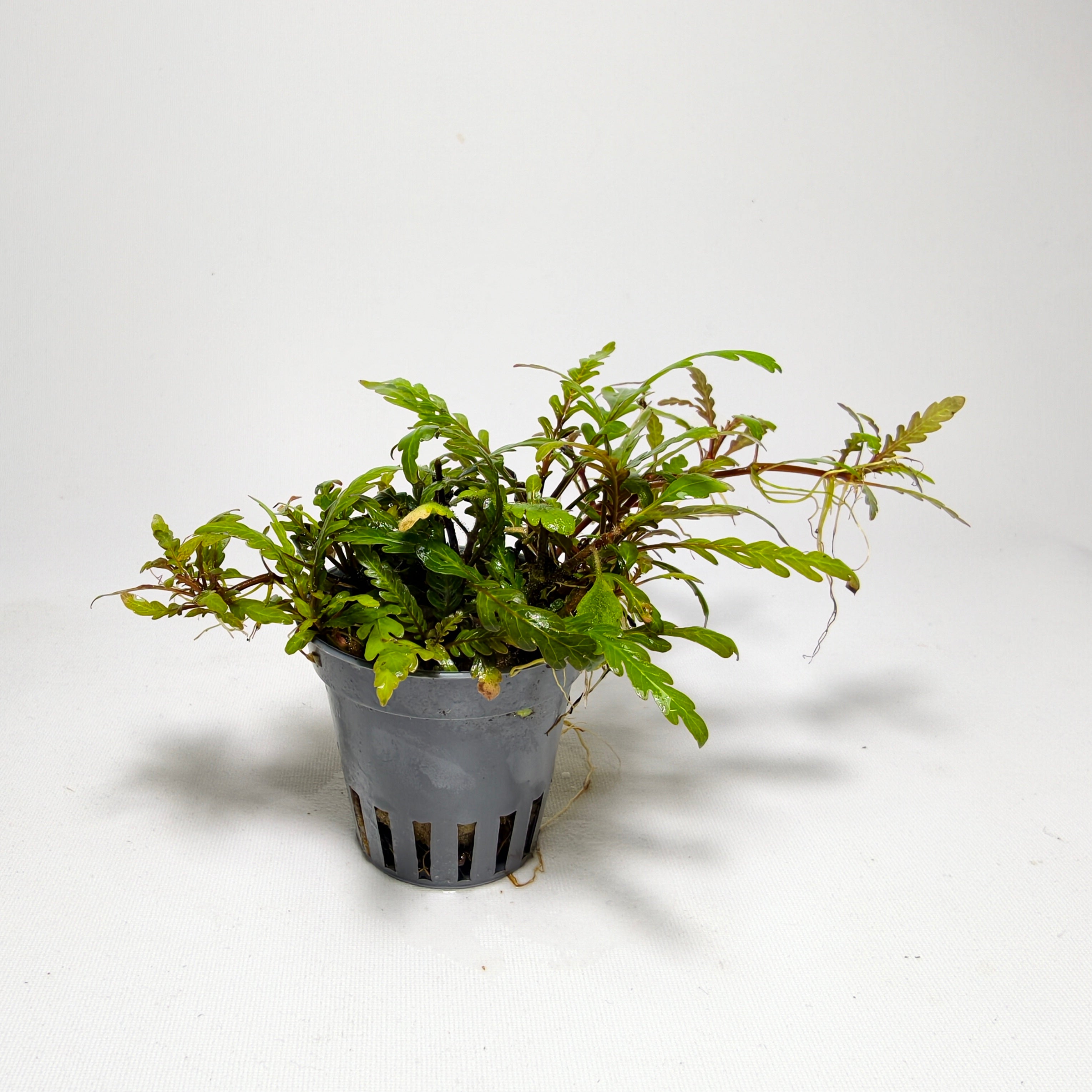 Hygrophila Pinnatifida Mini Premium | Planta para Aquascaping
