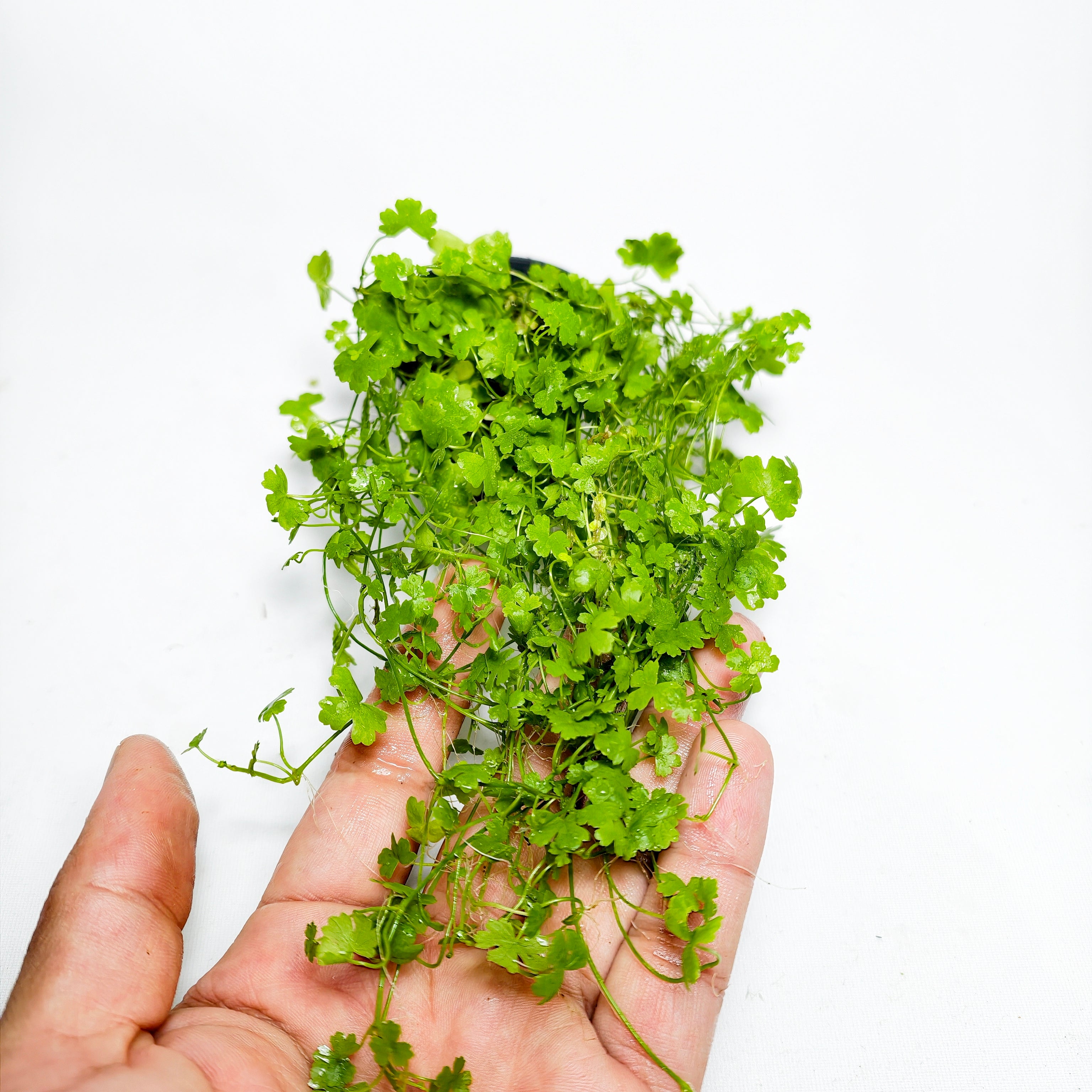 Hydrocotyle Tripartita ‘Japan’ Premium | Planta Tapizante.