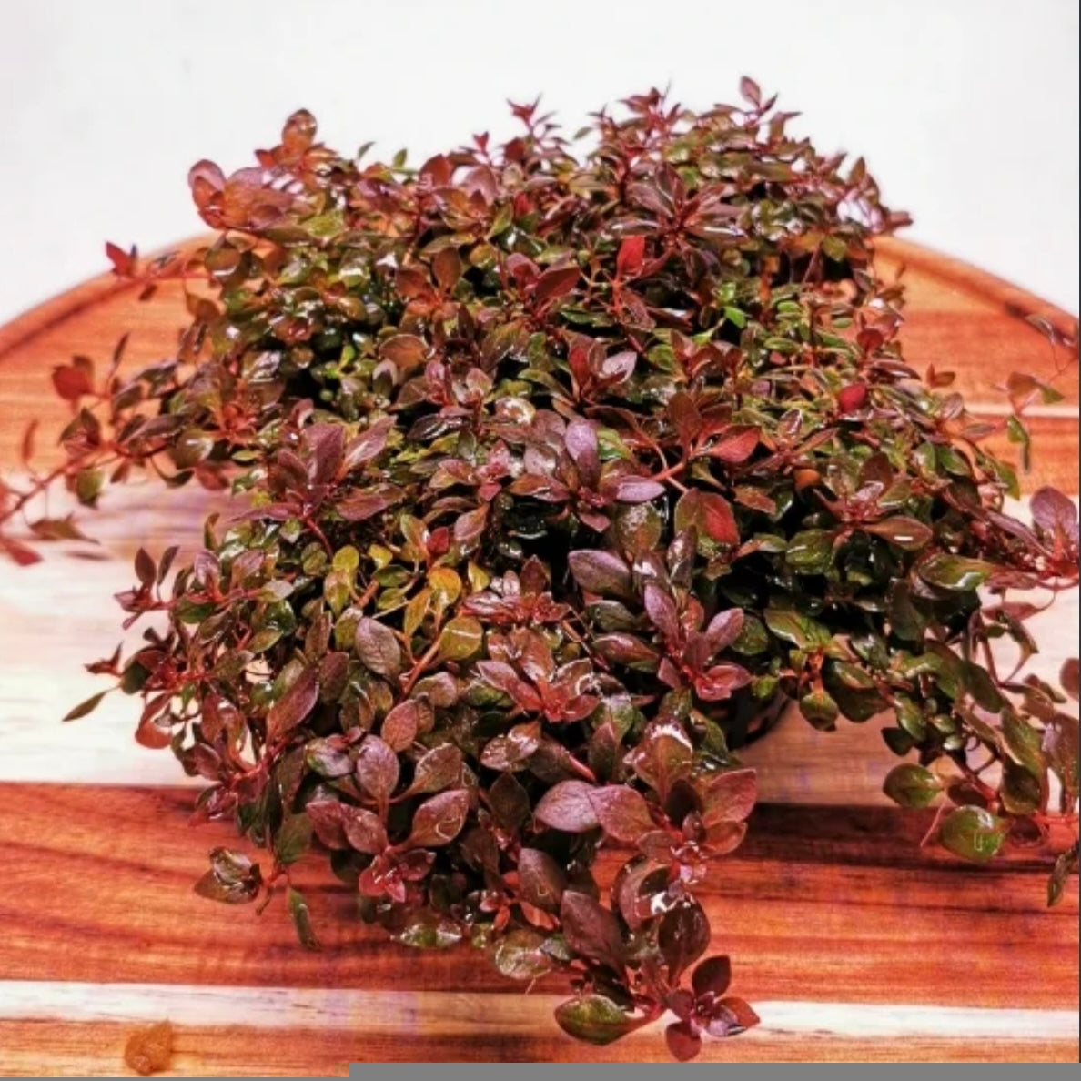 Ludwigia Mini Super Red – Intenso color rojo para tu acuario
